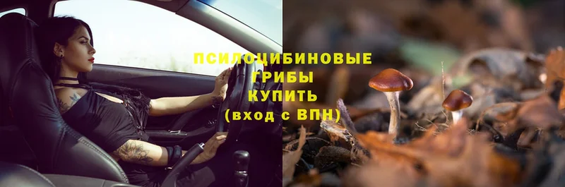 нарко площадка как зайти  Ужур  Галлюциногенные грибы Psilocybe 